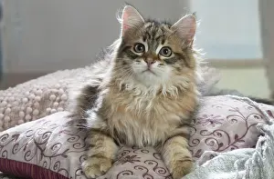 Siberians: Siberian kitten indoors