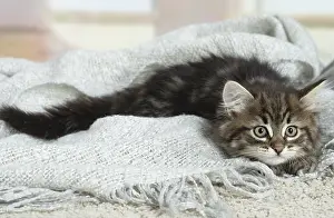 Siberians: Siberian kitten indoors
