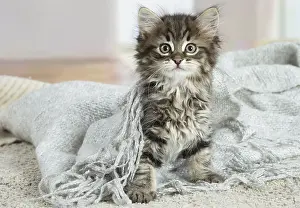 Siberians: Siberian kitten indoors