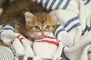 Siberians: Siberian kitten inside