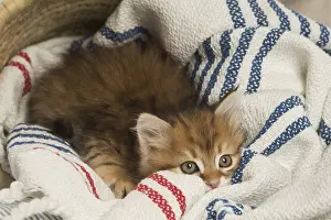 Snuggling: Siberian kitten inside
