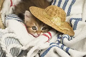 Snuggling: Siberian kitten inside