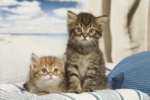 Siberians: Siberian kitten inside