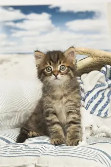 Siberians: Siberian kitten inside