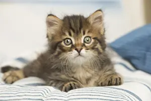 Siberians: Siberian kitten inside