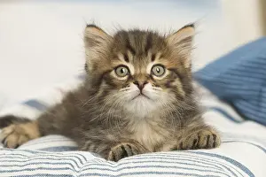 Siberians: Siberian kitten inside