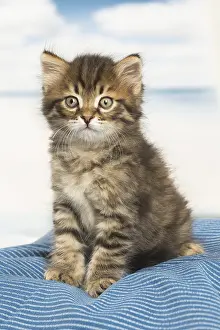 Siberians: Siberian kitten inside