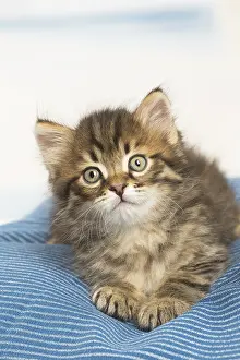 Siberians: Siberian kitten inside