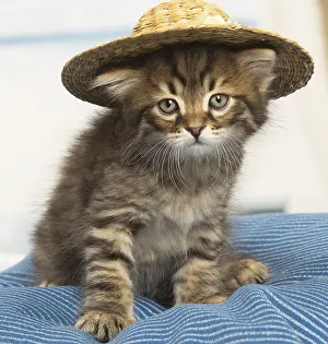 Siberians: Siberian kitten inside