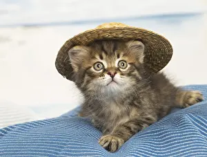 Siberians: Siberian kitten inside