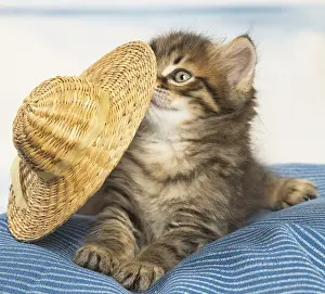 Siberians: Siberian kitten inside