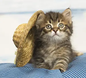 Siberians: Siberian kitten inside