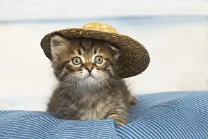 Siberians: Siberian kitten inside