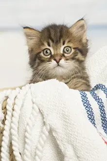 Siberians: Siberian kitten inside