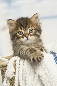 Siberians: Siberian kitten inside