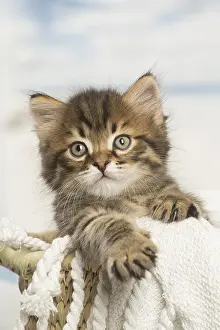 Siberians: Siberian kitten inside