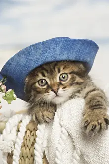Siberians: Siberian kitten inside