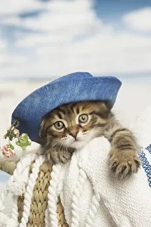 Siberians: Siberian kitten inside