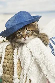 Siberians: Siberian kitten inside