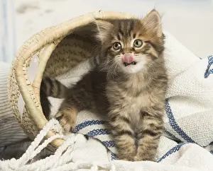 Siberians: Siberian kitten inside