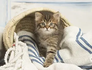 Siberians: Siberian kitten inside