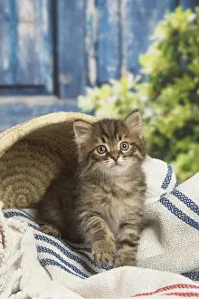 Siberians: Siberian kitten inside
