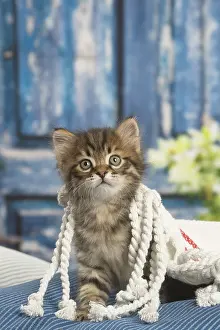 Siberians: Siberian kitten inside