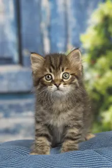 Siberians: Siberian kitten inside