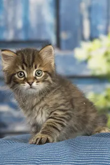 Siberians: Siberian kitten inside