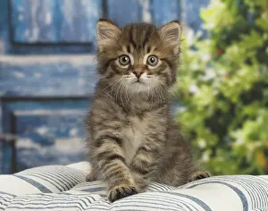 Siberians: Siberian kitten inside