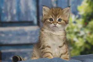 Siberians: Siberian kitten inside