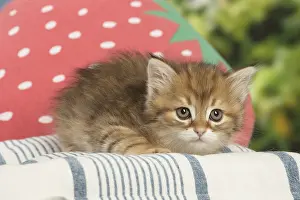 Siberians: Siberian kitten inside