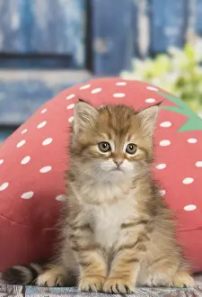 Siberians: Siberian kitten inside