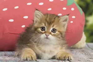 Siberians: Siberian kitten inside