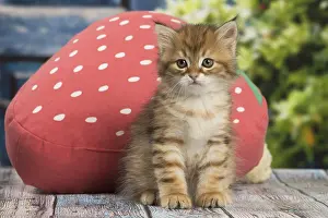 Siberians: Siberian kitten inside