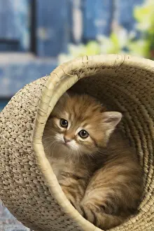 Siberians: Siberian kitten inside