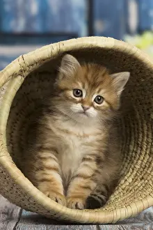 Siberians: Siberian kitten inside