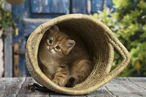 Siberians: Siberian kitten inside
