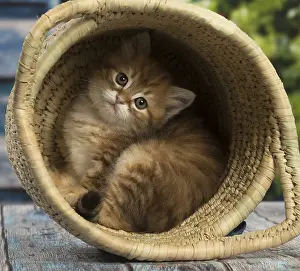 Siberians: Siberian kitten inside