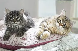 191020: Two Siberian kittens indoors
