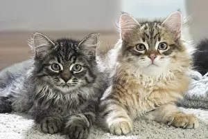 191020: Two Siberian kittens indoors