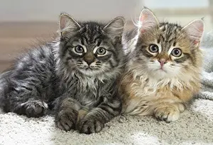191020: Two Siberian kittens indoors