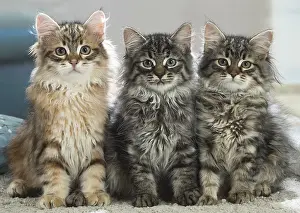 191020: Three Siberian kittens indoors