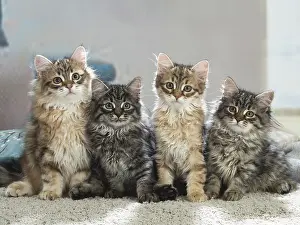 191020: Four Siberian kittens indoors