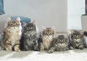 191020: Five Siberian kittens indoors