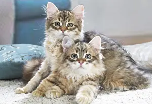 191020: Two Siberian kittens indoors