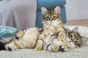 191020: Two Siberian kittens indoors