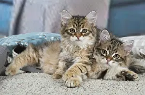 191020: Two Siberian kittens indoors