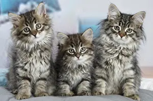 191020: Three Siberian kittens indoors