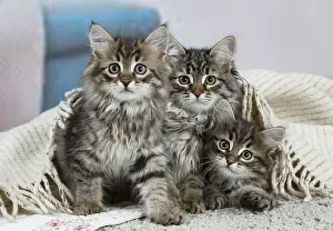 191020: Three Siberian kittens indoors